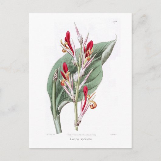 Carte Postale Canna speciosa (Devant)