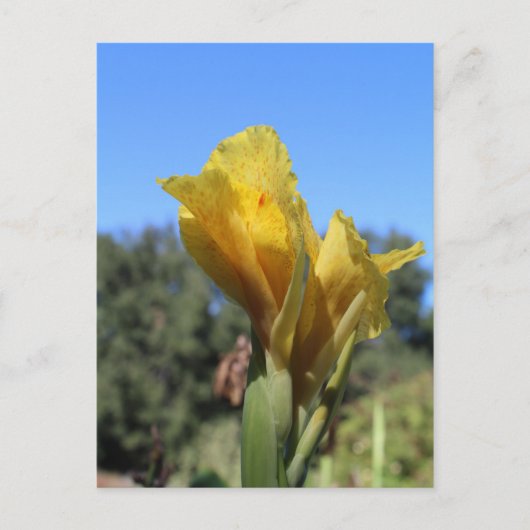 Carte Postale Canne no 2 (Devant)