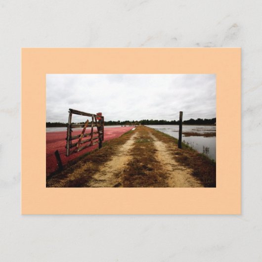 Carte Postale canneberge (Devant)