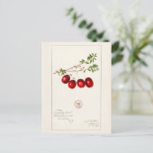 Carte Postale Canneberge américaine (Vaccinium macrocarpon) (Debout devant)