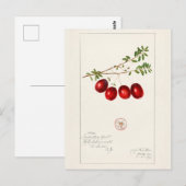 Carte Postale Canneberge américaine (Vaccinium macrocarpon) (Devant / Derrière)