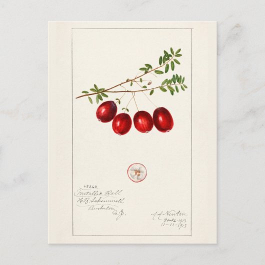 Carte Postale Canneberge américaine (Vaccinium macrocarpon) (Devant)