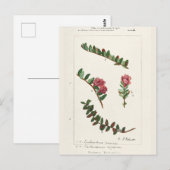 Carte Postale Canneberge d'Amérique (Macrocarpon de vaccin) (Devant / Derrière)