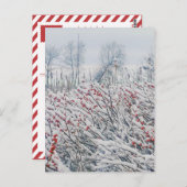 Carte Postale canneberge et cattelle (Devant / Derrière)