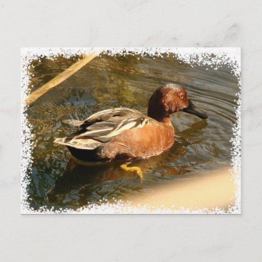 Carte postale Cannelle Turquoise Canard (Devant)