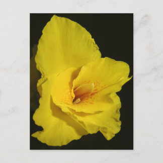 Carte Postale Cannes jaunes Cannes Cannes Lys Photo Fleur