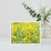 Carte Postale Canola Flowers (Debout devant)