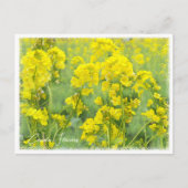 Carte Postale Canola Flowers (Devant)
