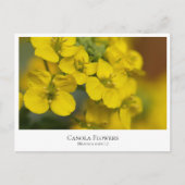 Carte Postale Canola Flowers (Devant)