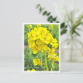 Carte Postale Canola Flowers (Debout devant)