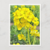Carte Postale Canola Flowers (Devant)