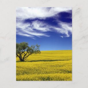 Carte Postale Canola Sky, Saskatchewan, Canada
