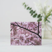 Carte Postale Canopée à fleurs rose cerisier (Debout devant)