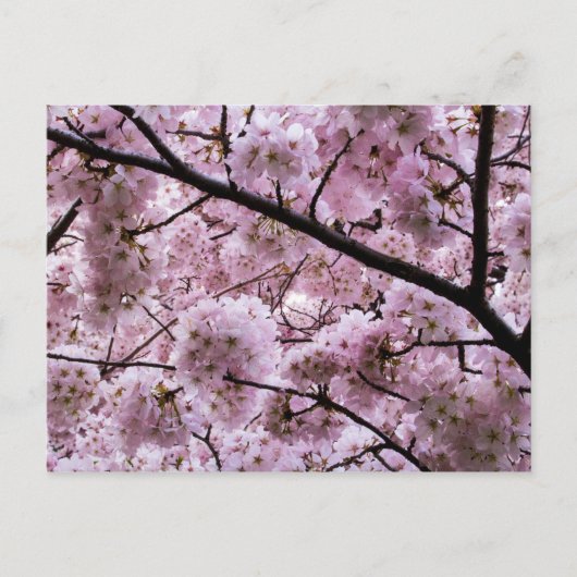 Carte Postale Canopée à fleurs rose cerisier (Devant)