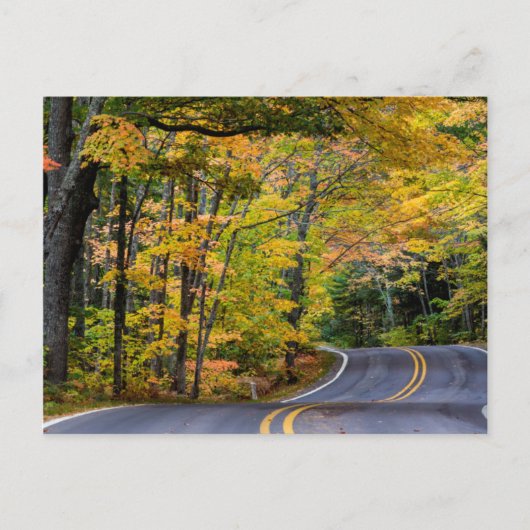 Carte Postale Canopée automnale de couleur le long de la route 4 (Devant)