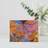 Carte Postale Canopée d'automne (Debout devant)