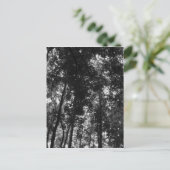 Carte Postale Canopée de bois 01 BW (Debout devant)