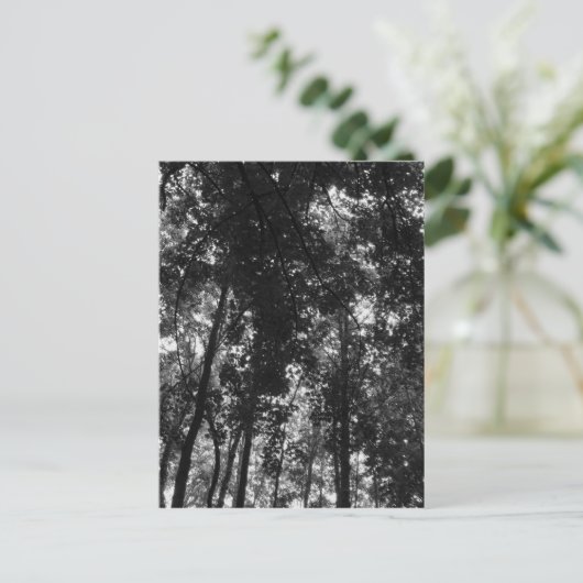 Carte Postale Canopée de bois 01 BW (Debout devant)