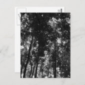 Carte Postale Canopée de bois 01 BW (Devant / Derrière)