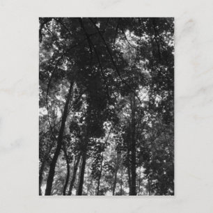 Carte Postale Canopée de bois 01 BW