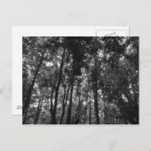 Carte Postale Canopée de bois 02 BW (Devant / Derrière)