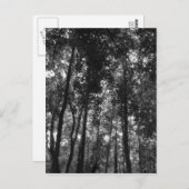 Carte Postale Canopée de bois 02 BW (Devant / Derrière)