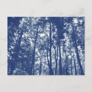 Carte Postale Canopée de bois - Effet Cyanotype