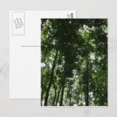 Carte Postale Canopée des bois 01 (Devant / Derrière)
