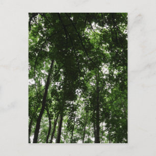 Carte Postale Canopée des bois 01