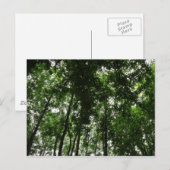 Carte Postale Canopée des bois 01 (Devant / Derrière)