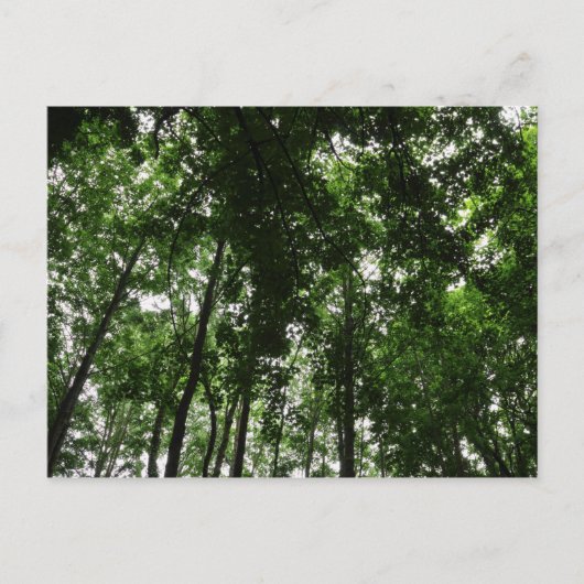 Carte Postale Canopée des bois 01 (Devant)