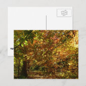 Carte Postale Canopée des Feuilles d'automne II Photographie d'a (Devant / Derrière)