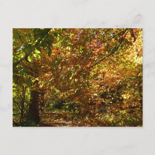 Carte Postale Canopée des Feuilles d'automne II Photographie d'a (Devant)