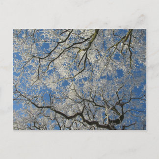 Carte Postale Canopée d'hiver : Cheshire