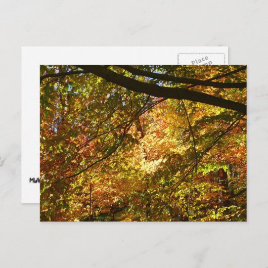 Carte Postale Canopée Feuilles d'automne I Jaune Automne Nature (Devant / Derrière)