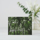 Carte Postale Canopée forestière 02 (Debout devant)