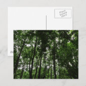 Carte Postale Canopée forestière 02 (Devant / Derrière)