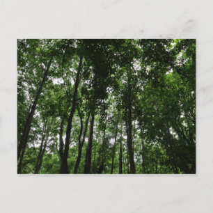 Carte Postale Canopée forestière 02