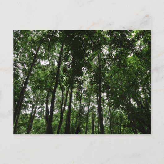 Carte Postale Canopée forestière 02 (Devant)