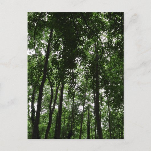 Carte Postale Canopée forestière 02 (Devant)