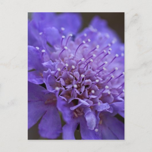 Carte Postale Cantique (Devant)