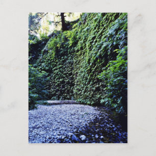 Carte Postale Canyon Fern, ruisseau Prairie
