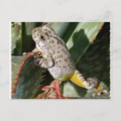CARTE POSTALE CANYON TREEFROG (Devant)