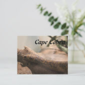 Carte Postale Cap Cobra (Debout devant)