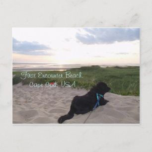 Carte Postale Cap Cod Sunset avec Black Lab