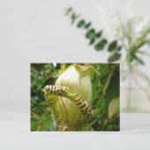 Carte postale Capanea Grandiflora (Debout devant)