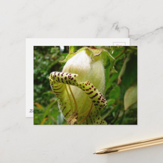 Carte postale Capanea Grandiflora (Devant/Arrière en situation)