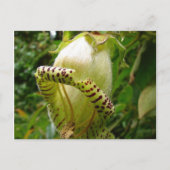 Carte postale Capanea Grandiflora (Devant)