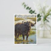 Carte Postale Cape Buffalo dans le delta de l'Okavango au Botswa (Debout devant)