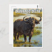Carte Postale Cape Buffalo dans le delta de l'Okavango au Botswa (Devant / Derrière)